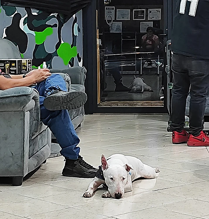 Bull terrier blanco echado en el piso de la barbería, junto a la sala de espera y el muro de camuflaje, mientras un barbero corta al fondo